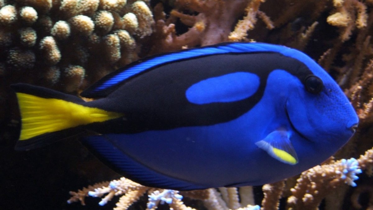 Голубая рыбка с желтым хвостом