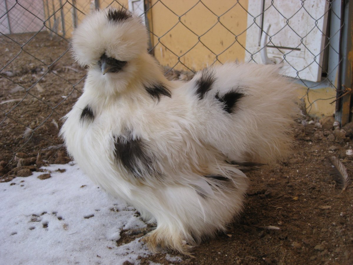 Китайские шелковые куры далматинец