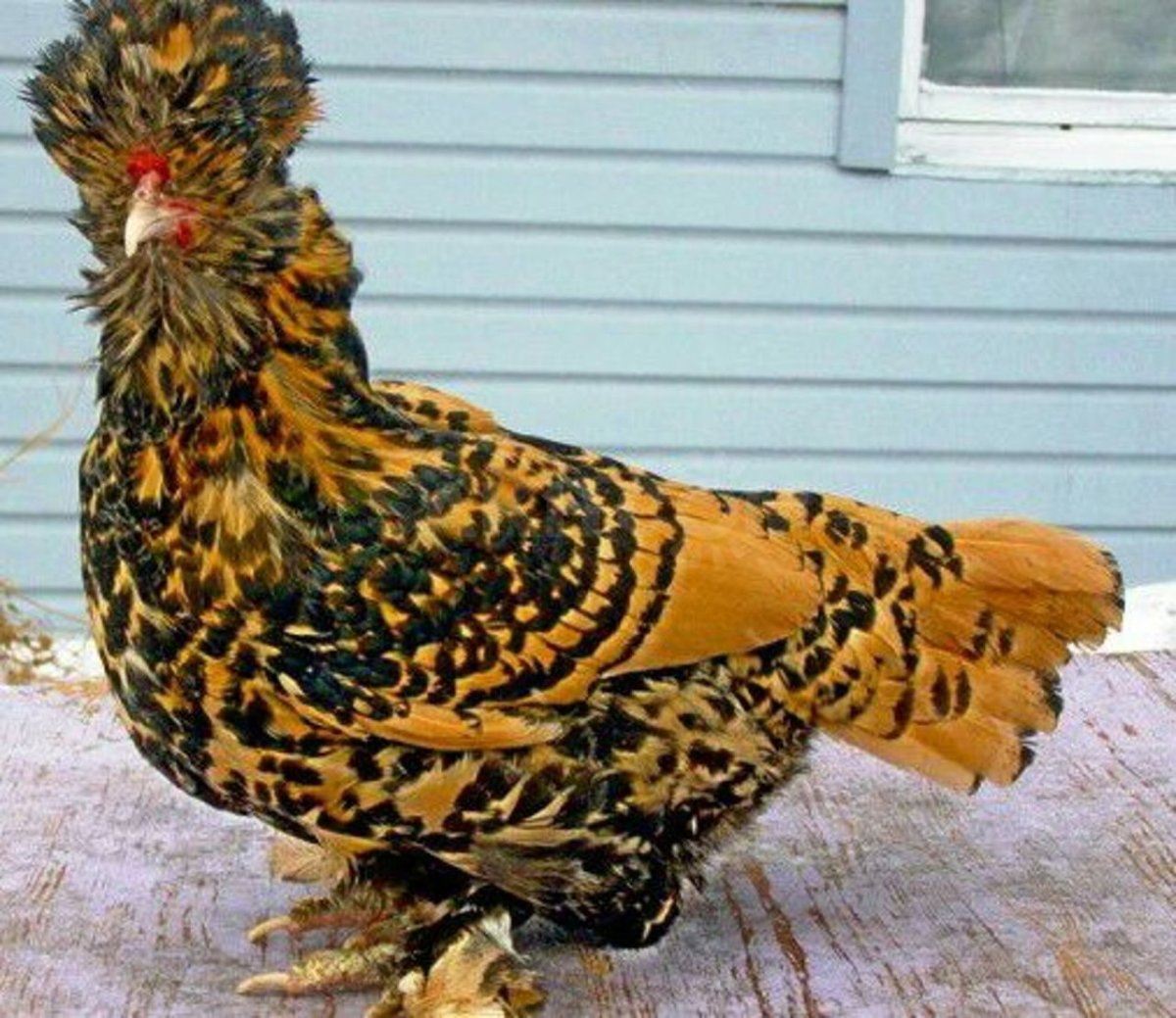 Павловская хохлатая порода кур