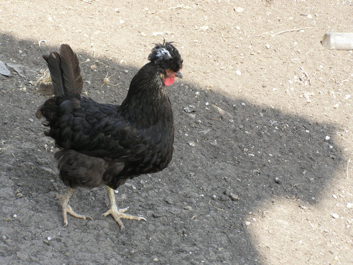 Курочка хохлатка черная