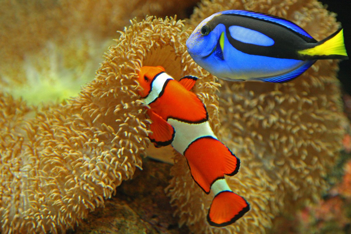 Дори вид рыбы