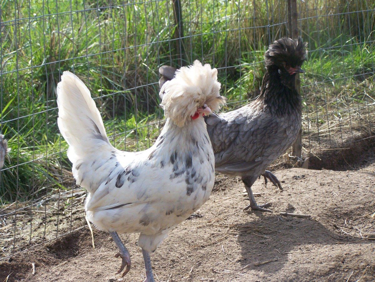 Брама хохлатая