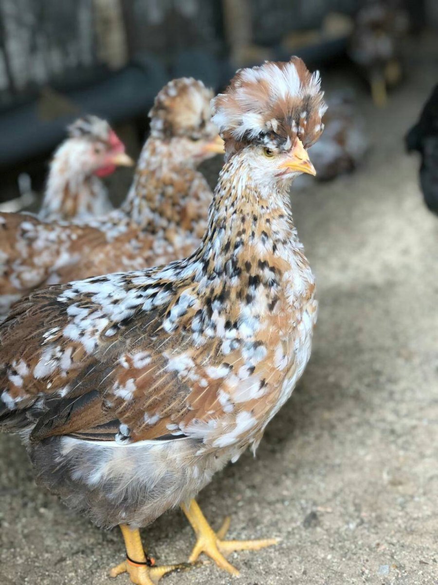 Хохлатая ситцевая