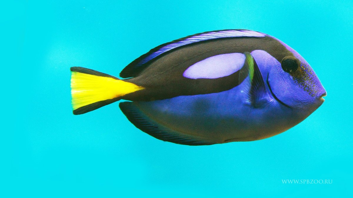 Дорис рыбка из Немо