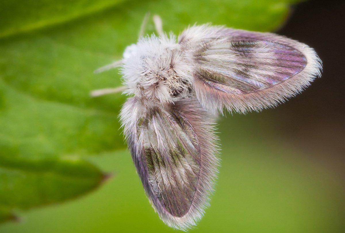 Венесуэльский пуделевый мотылек