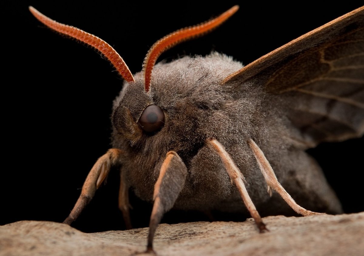 Моль шелкопряд