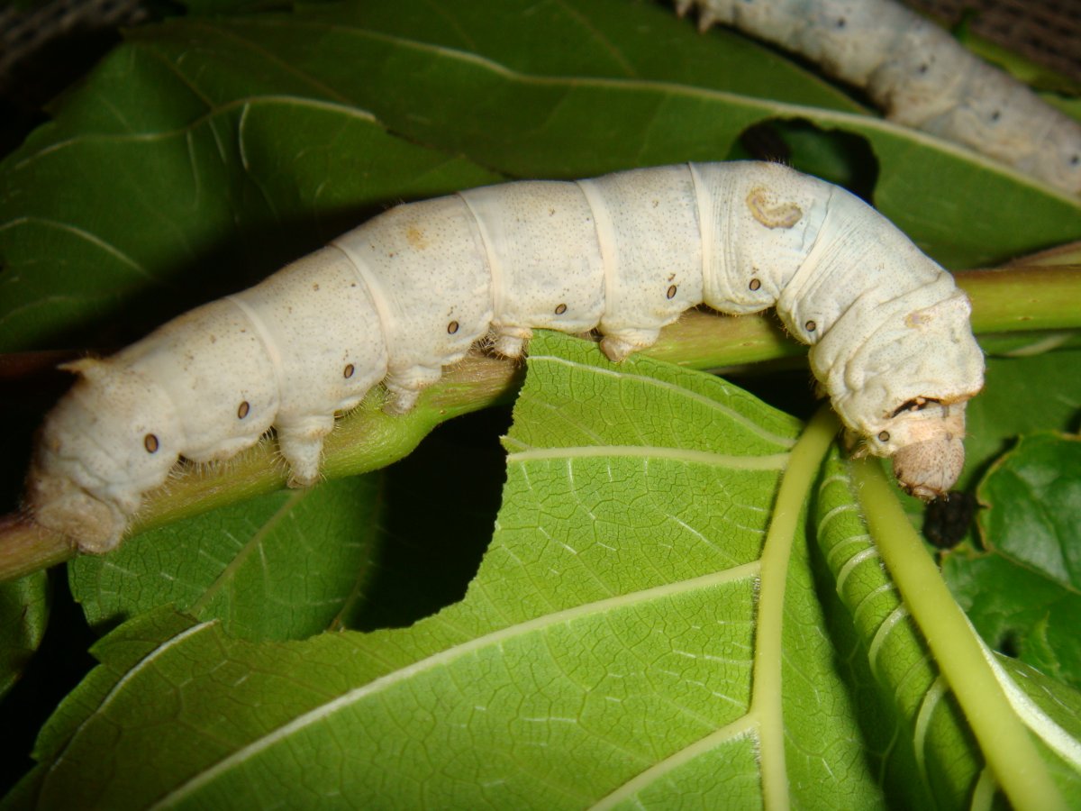 Бабочка древоточец Буадюваля