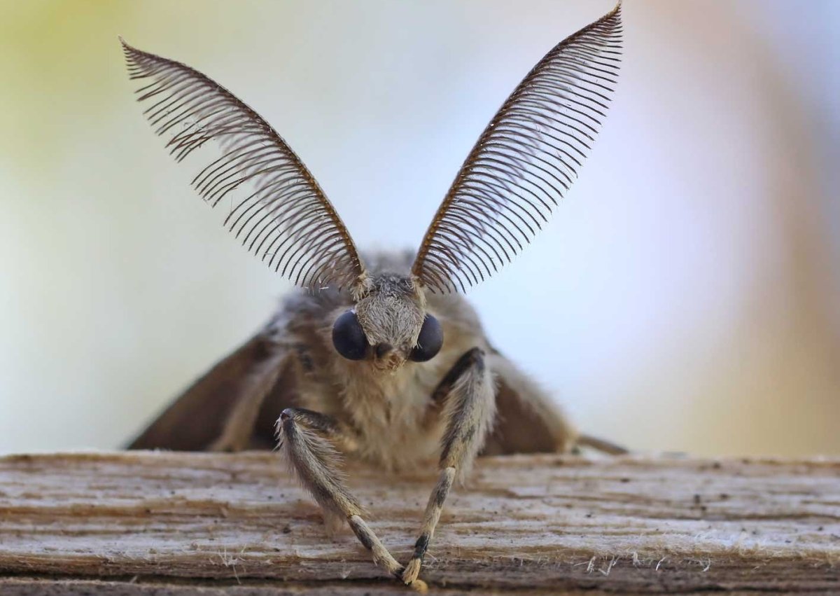 Мотылек вблизи