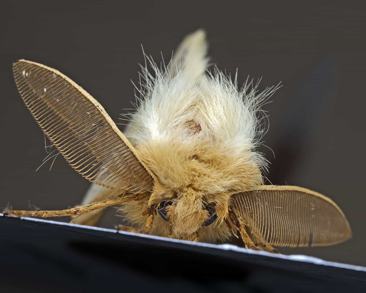 Кольчатый коконопряд бабочка