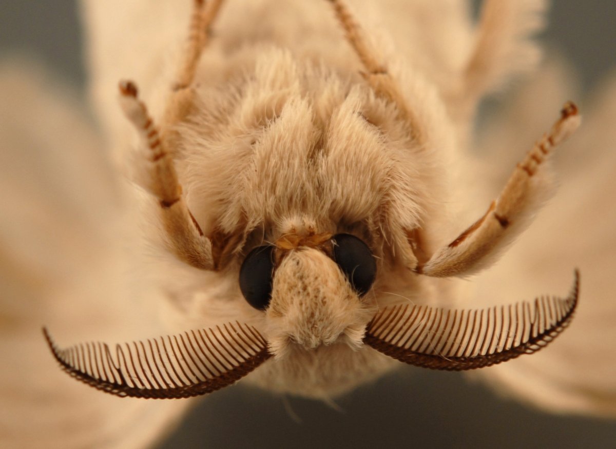 Венесуэльский пуделевый мотылек тутовый шелкопряд