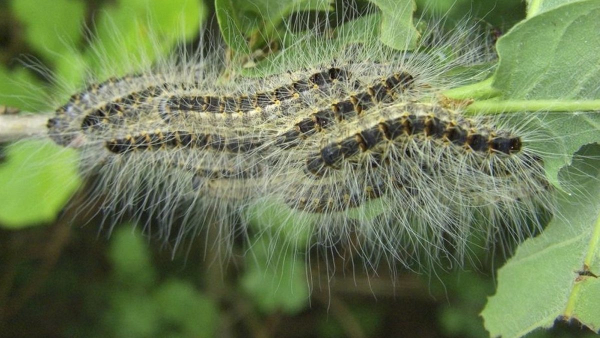Гусеница ест листья
