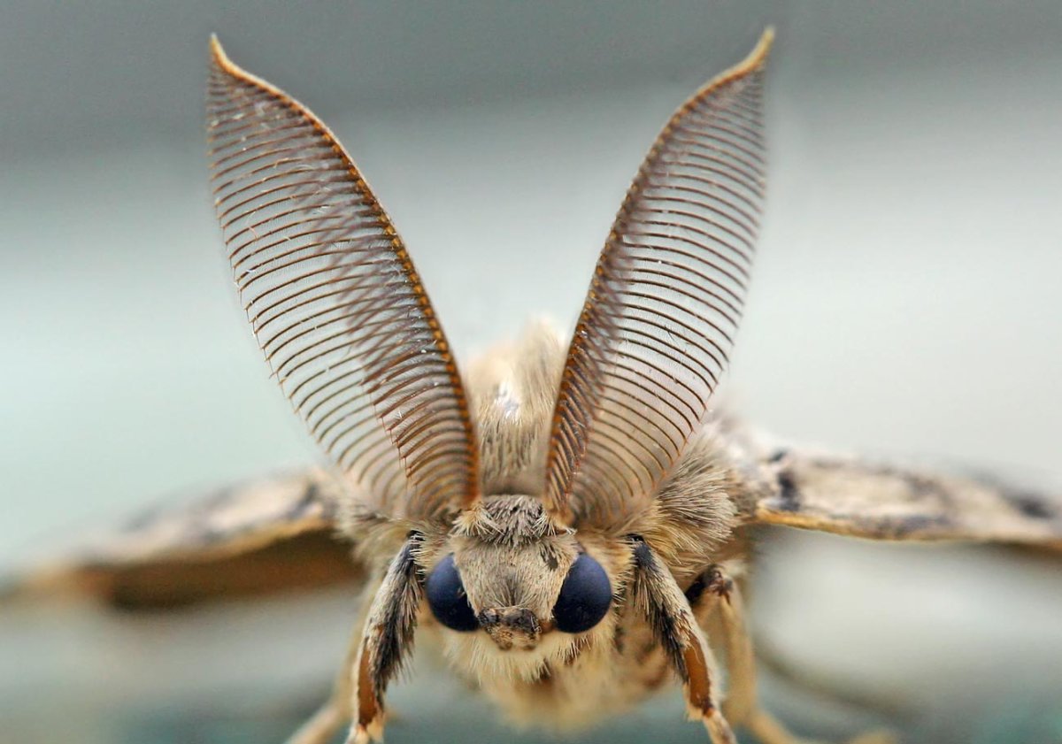 Венесуэльский пуделевый мотылек тутовый шелкопряд