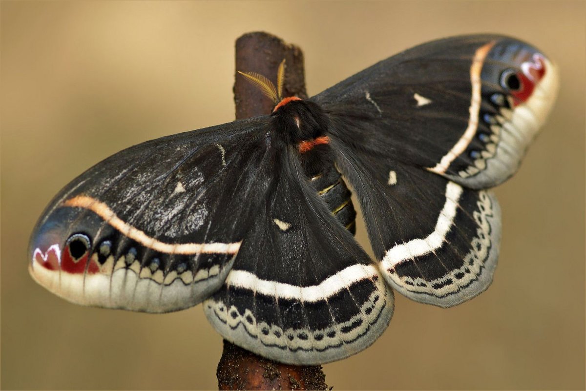 Гусеница ленивый клоун