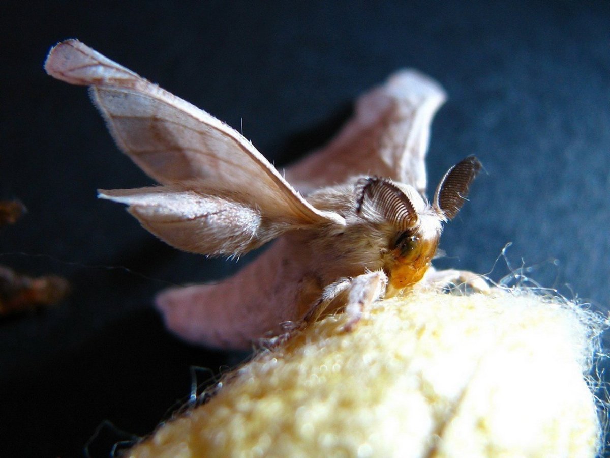 Шелкопряд златогузка