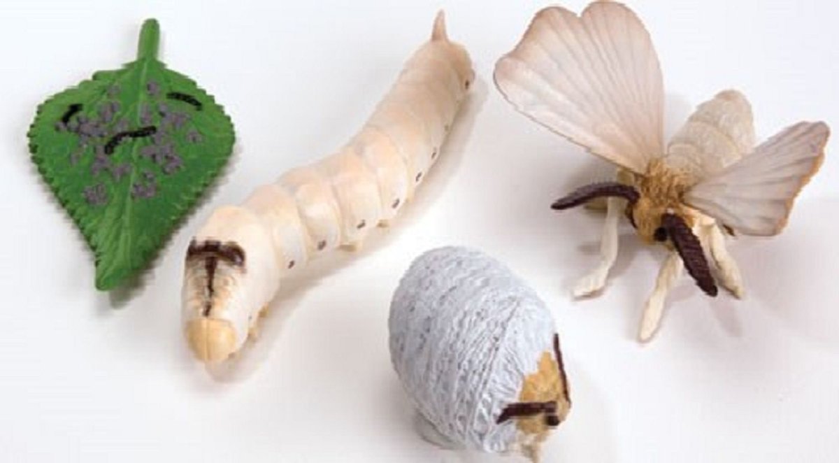 Тутовый шелкопряд кокон