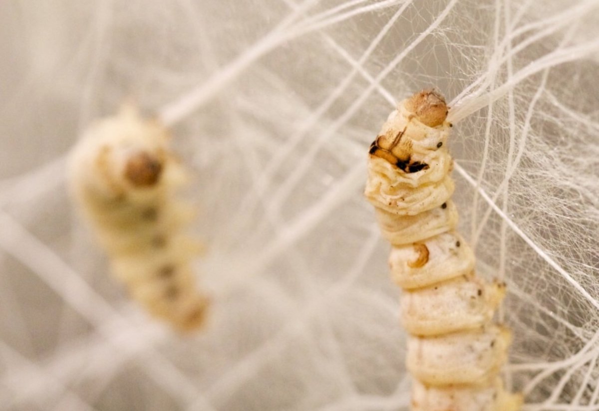 Тутовый шелкопряд кокон