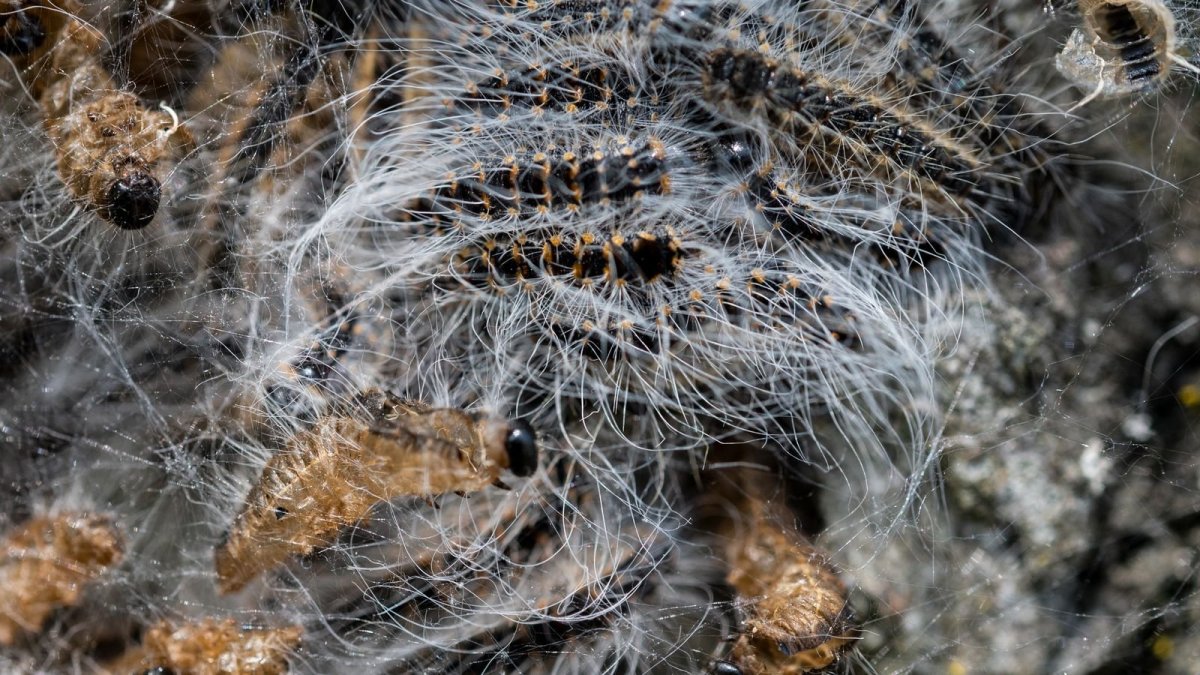 Тутовый шелкопряд бабочка