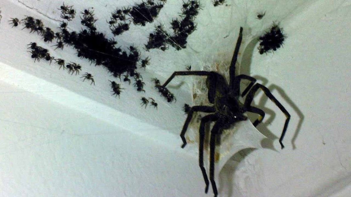 Гигантский паук в квартире