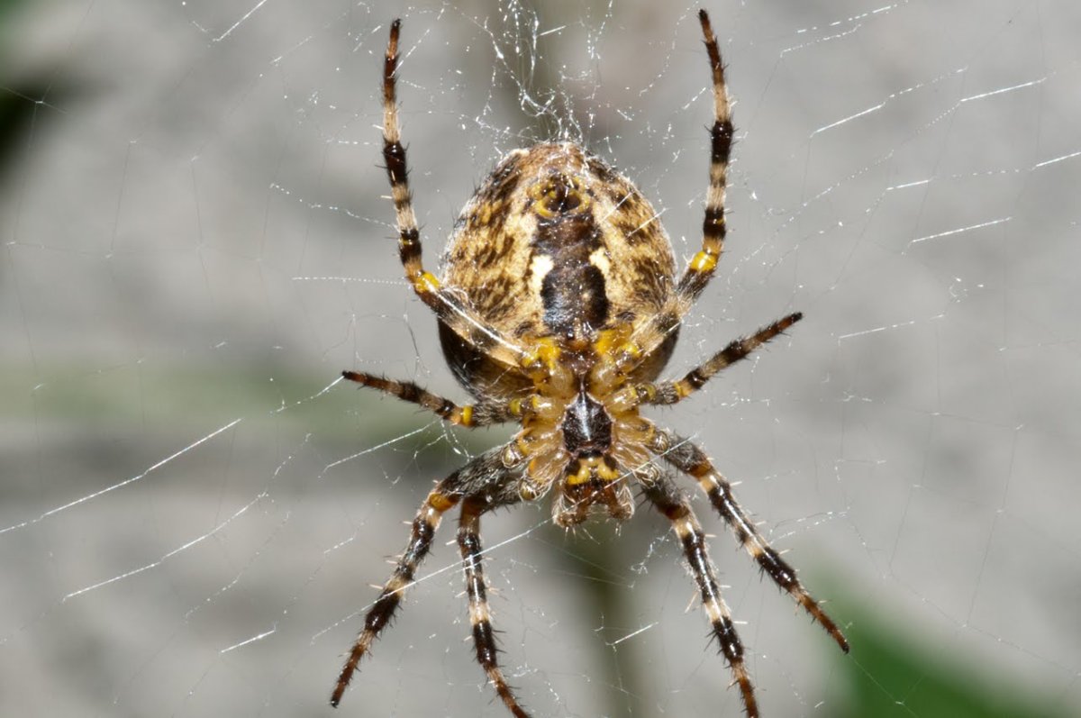 Araneus diadematus паук крестовик