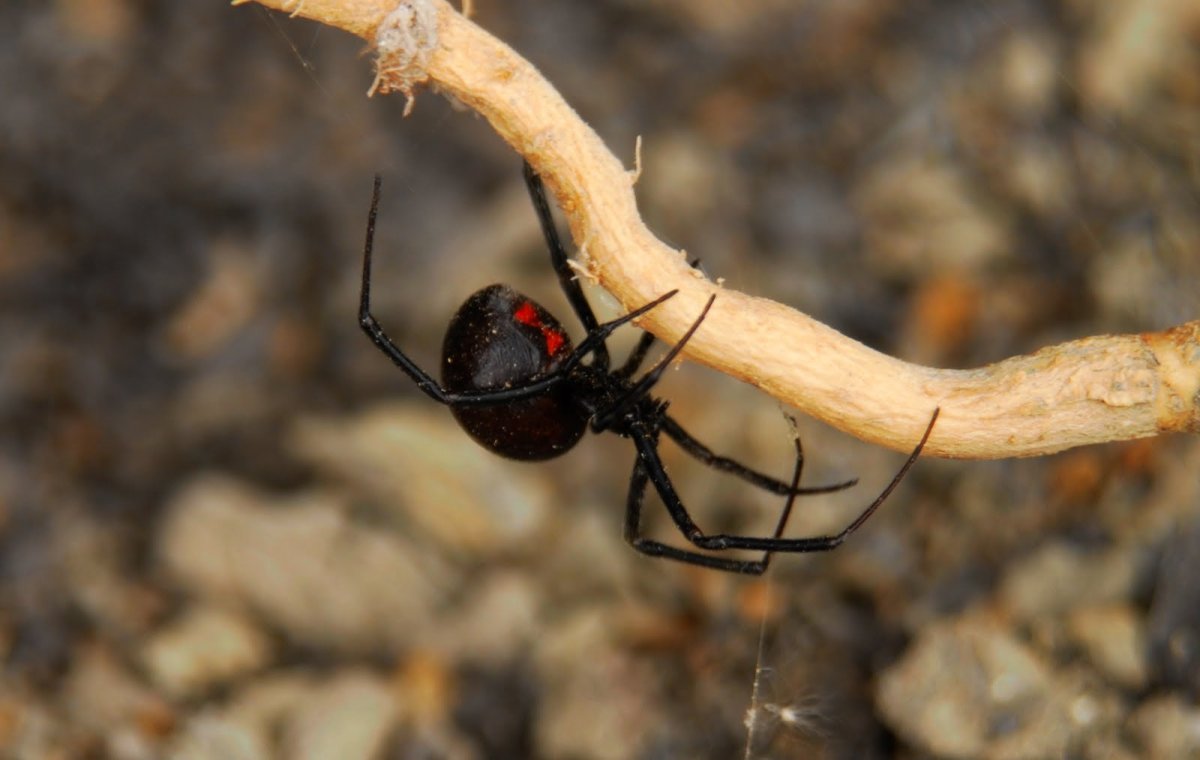 Ядовитый паук Каракурт