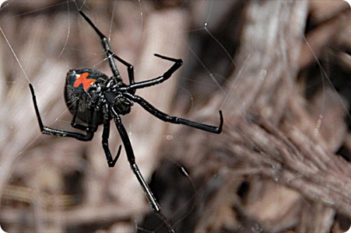 Крымский паук Каракурт