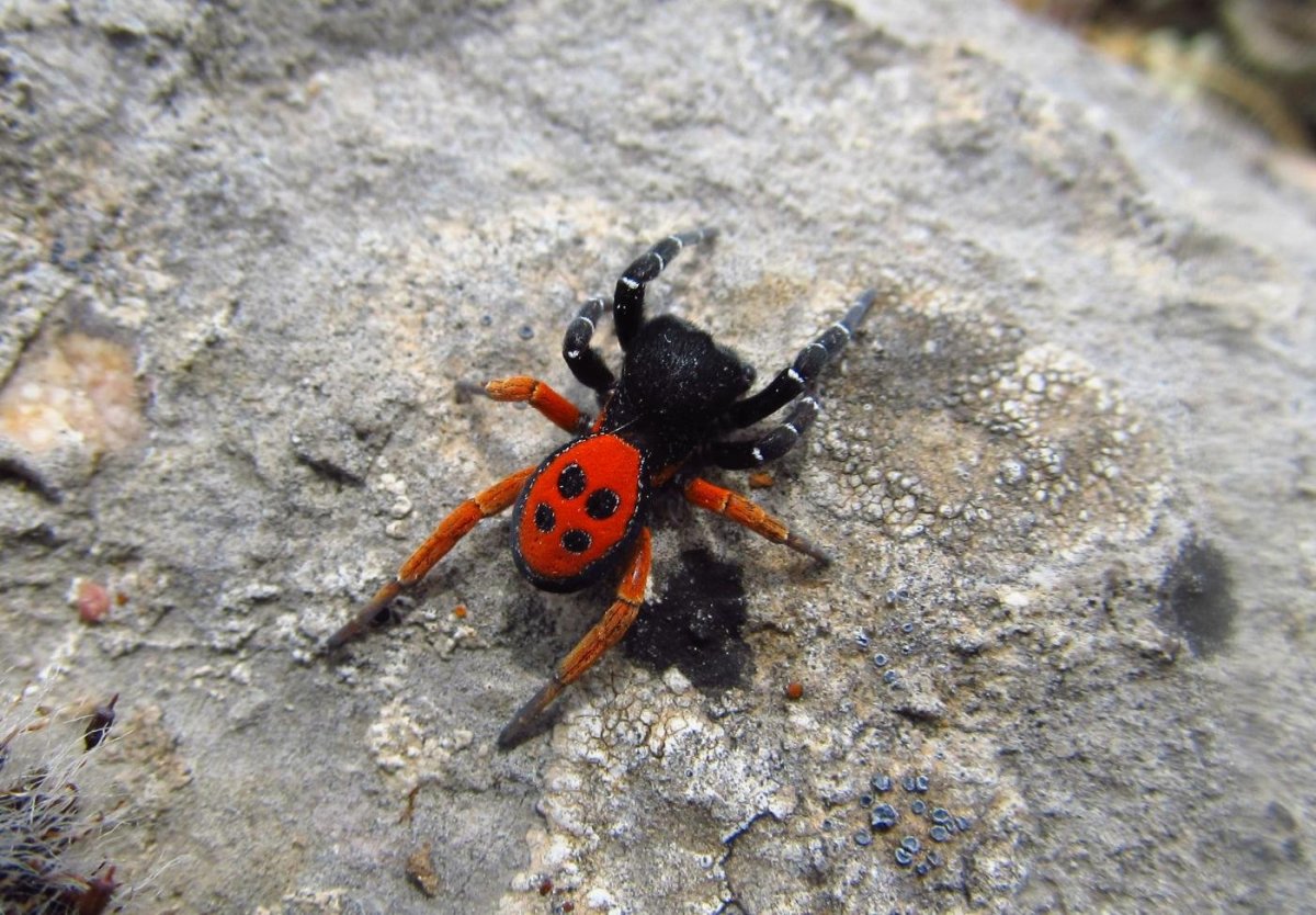 Чёрный эрезус Крым