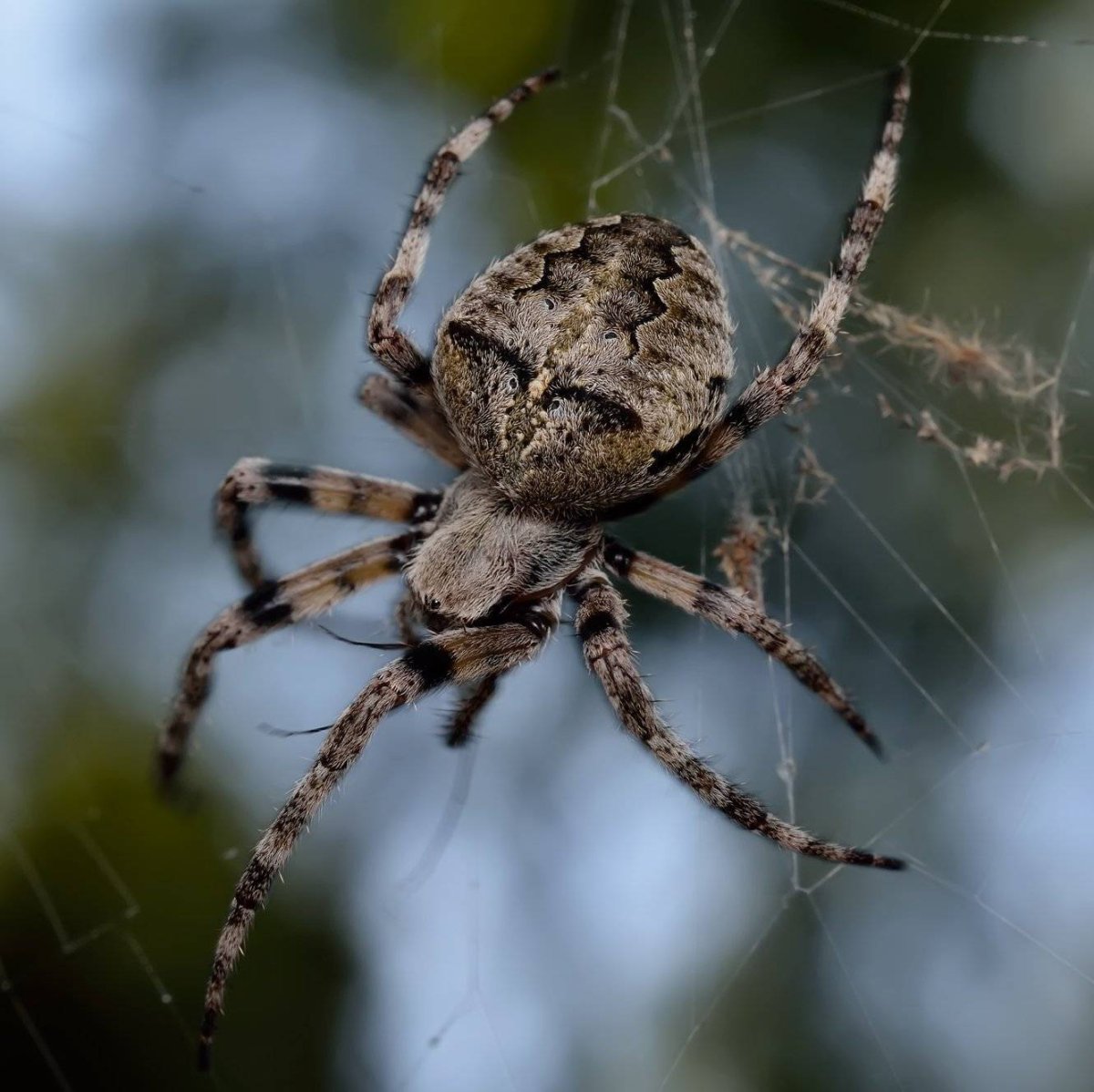 Паук крестовик Приморский