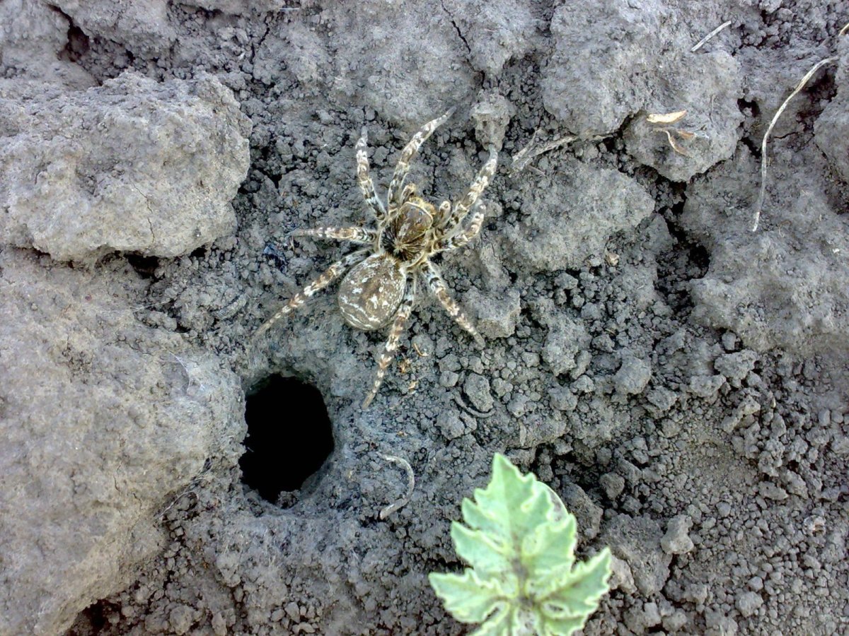 Южнорусский Тарантул в Крыму