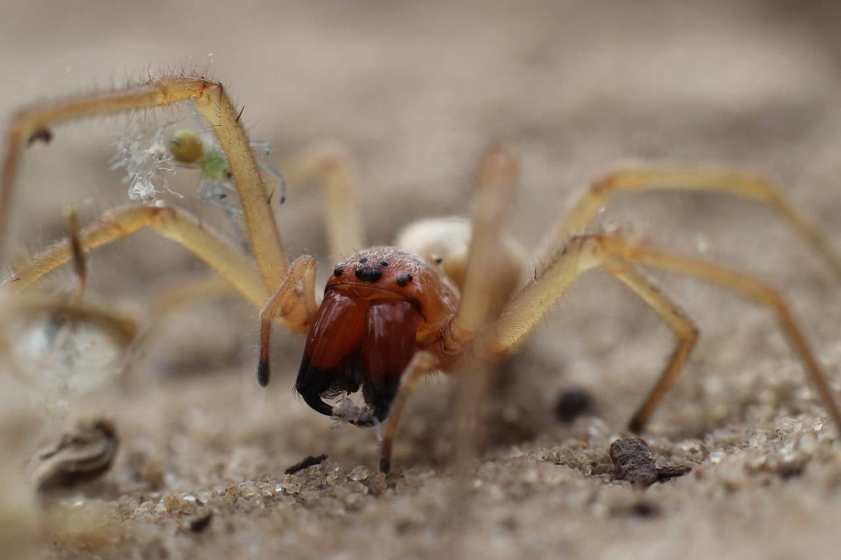 Паук Cheiracanthium punctorium
