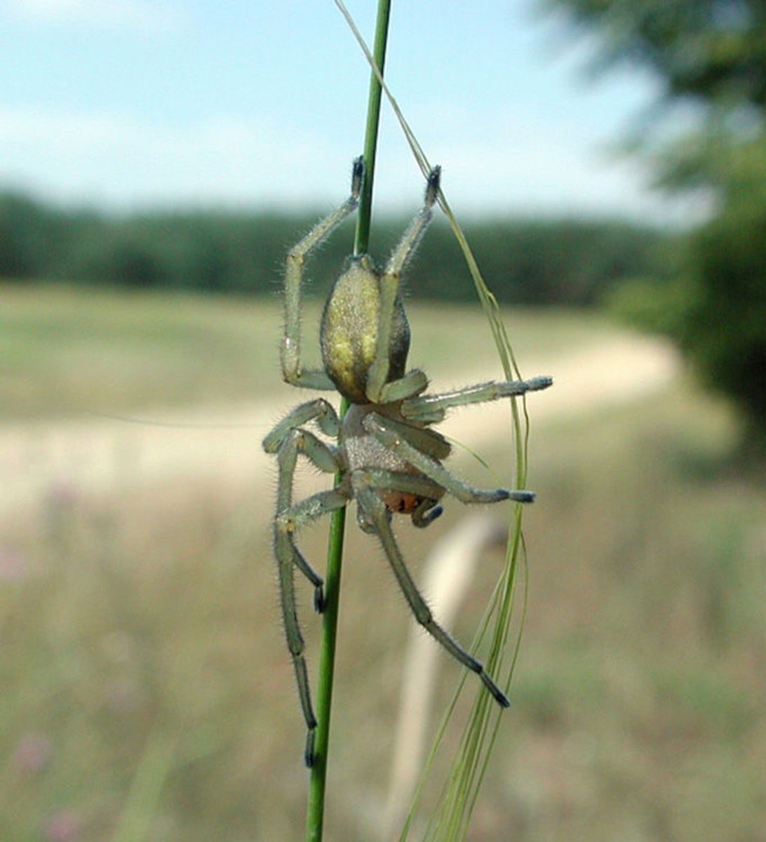 Сумочный паук или мешочник