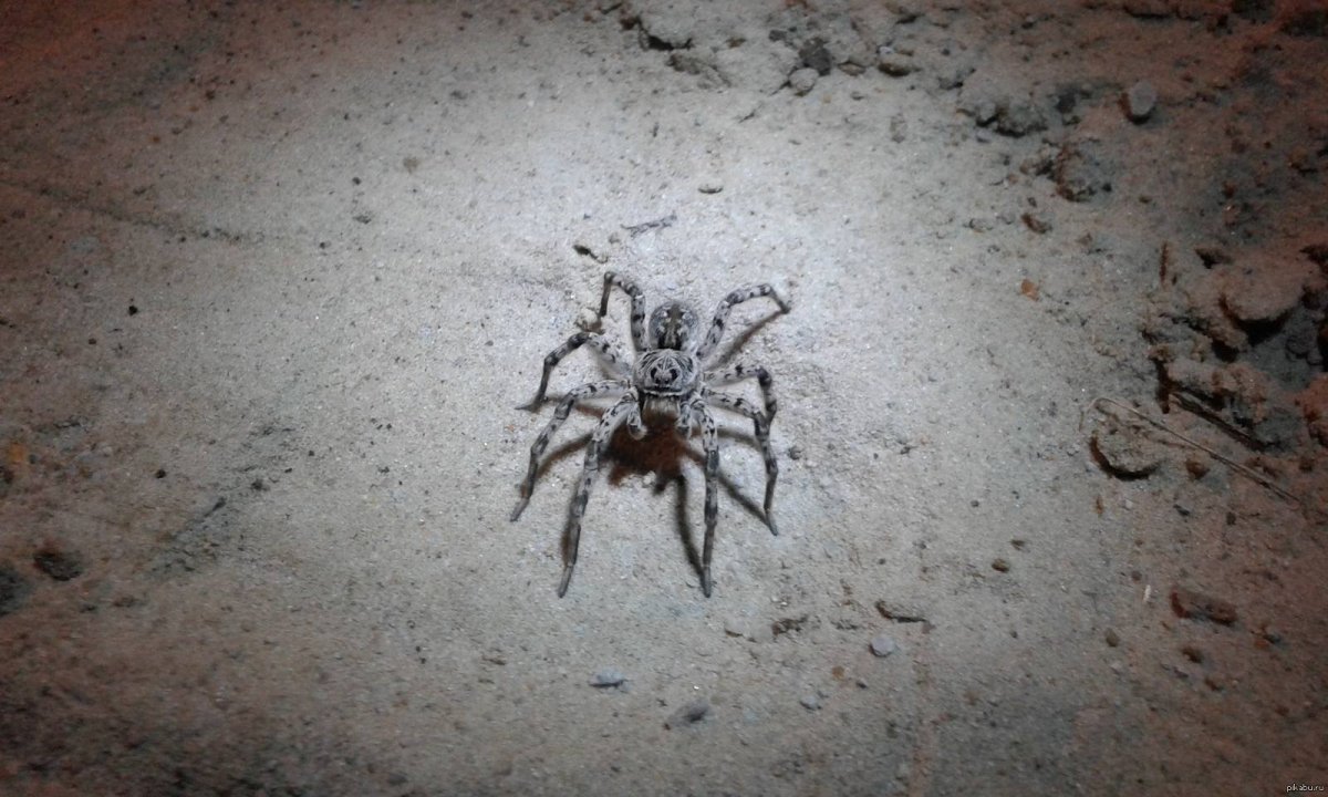 Пауки тарантулы в Липецкой области
