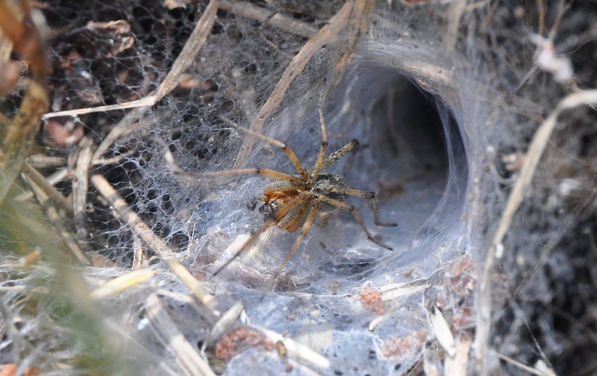 Агелена – лабиринтовый паук