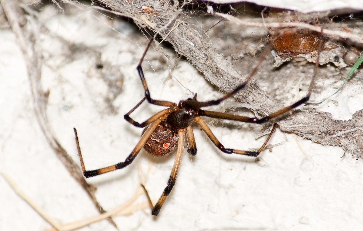Latrodectus antheratus