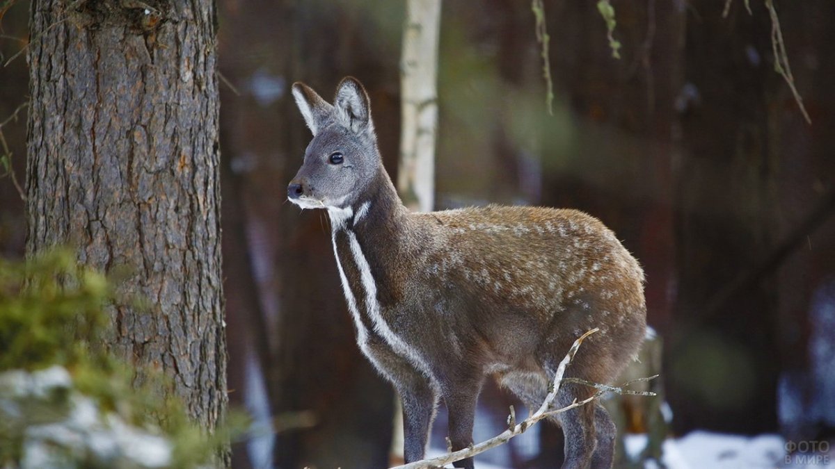 Сибирская кабарга