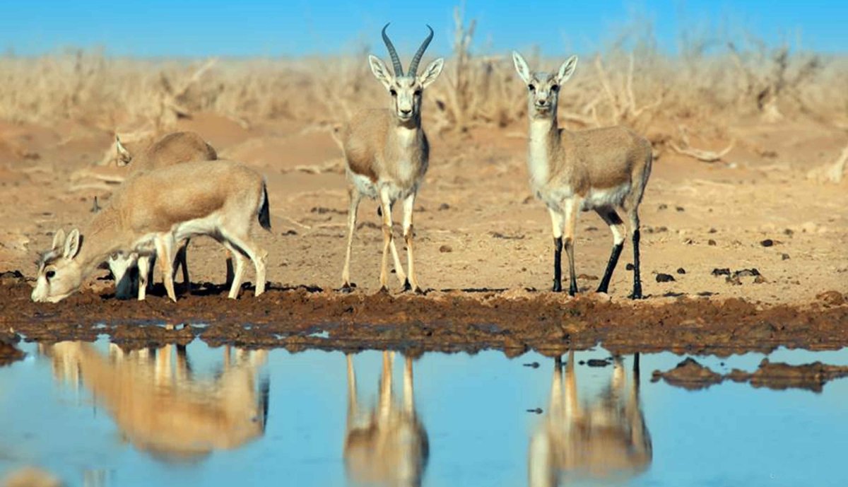 Даурский дзерен