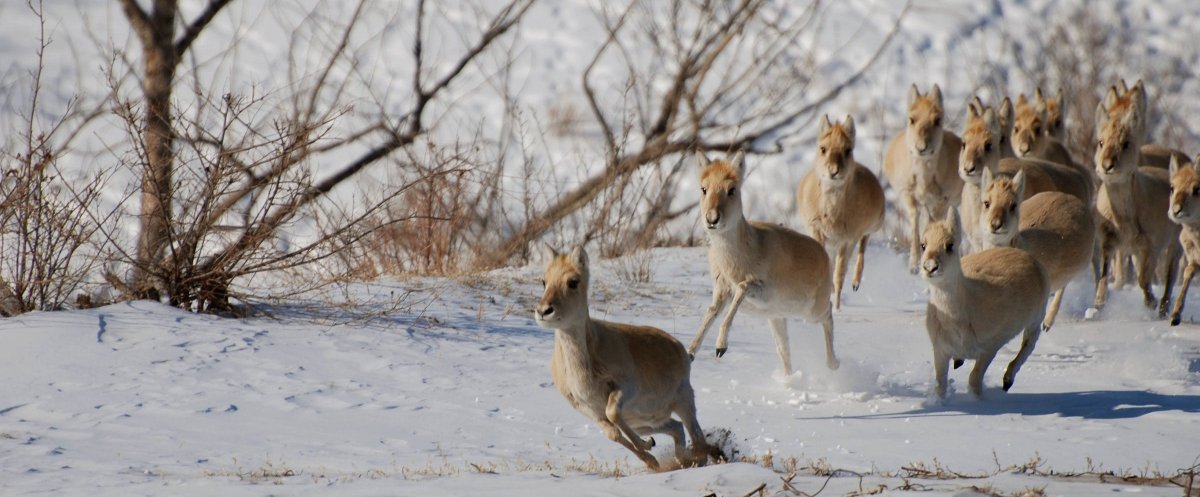 Дзерен Забайкальского края
