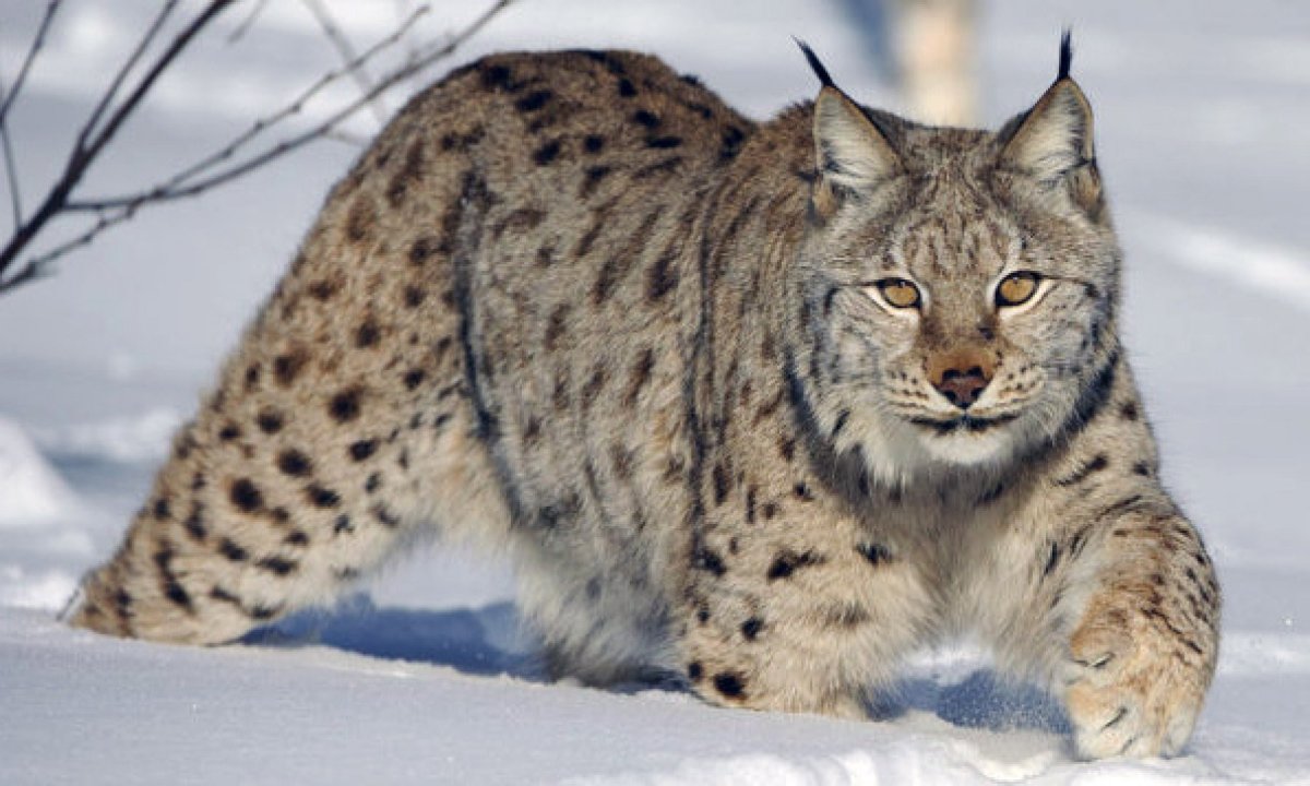 Рысь в Мордовии