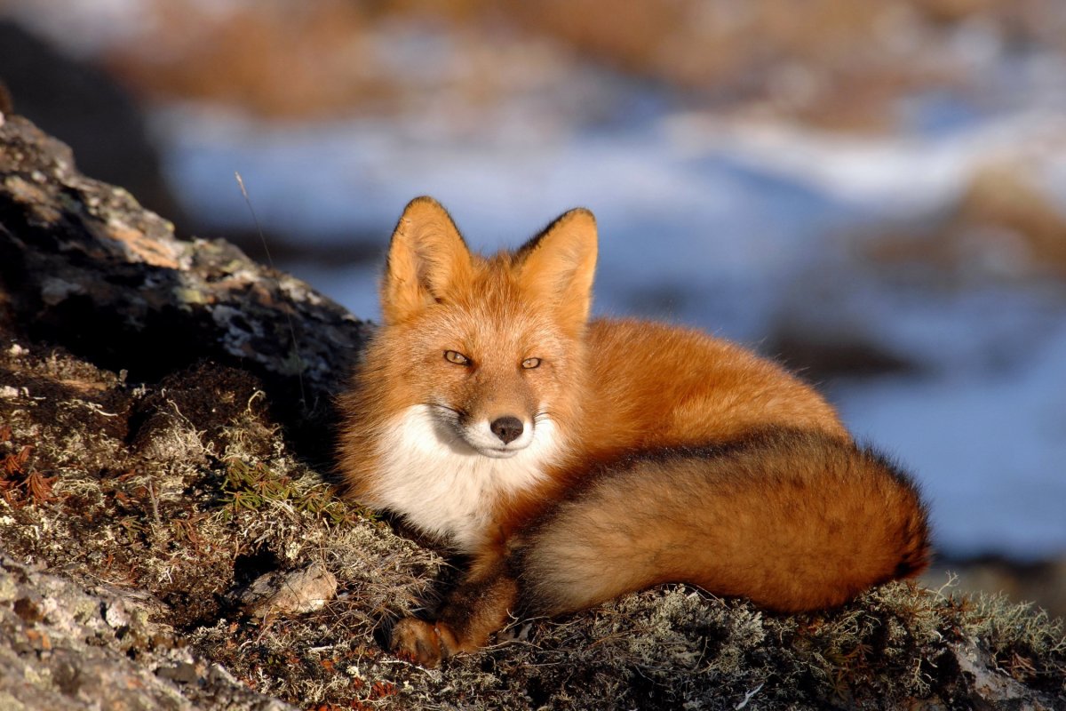 Лиса огневка Чукотка