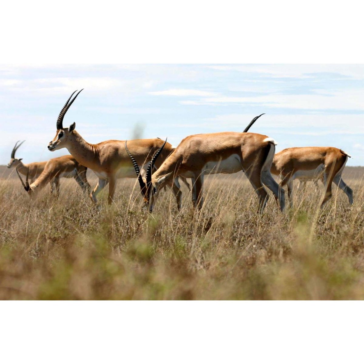 Антилопа дзерен красная книга