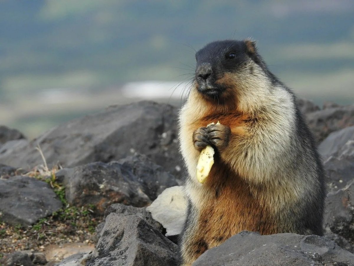 Тарбаган монгольский сурок