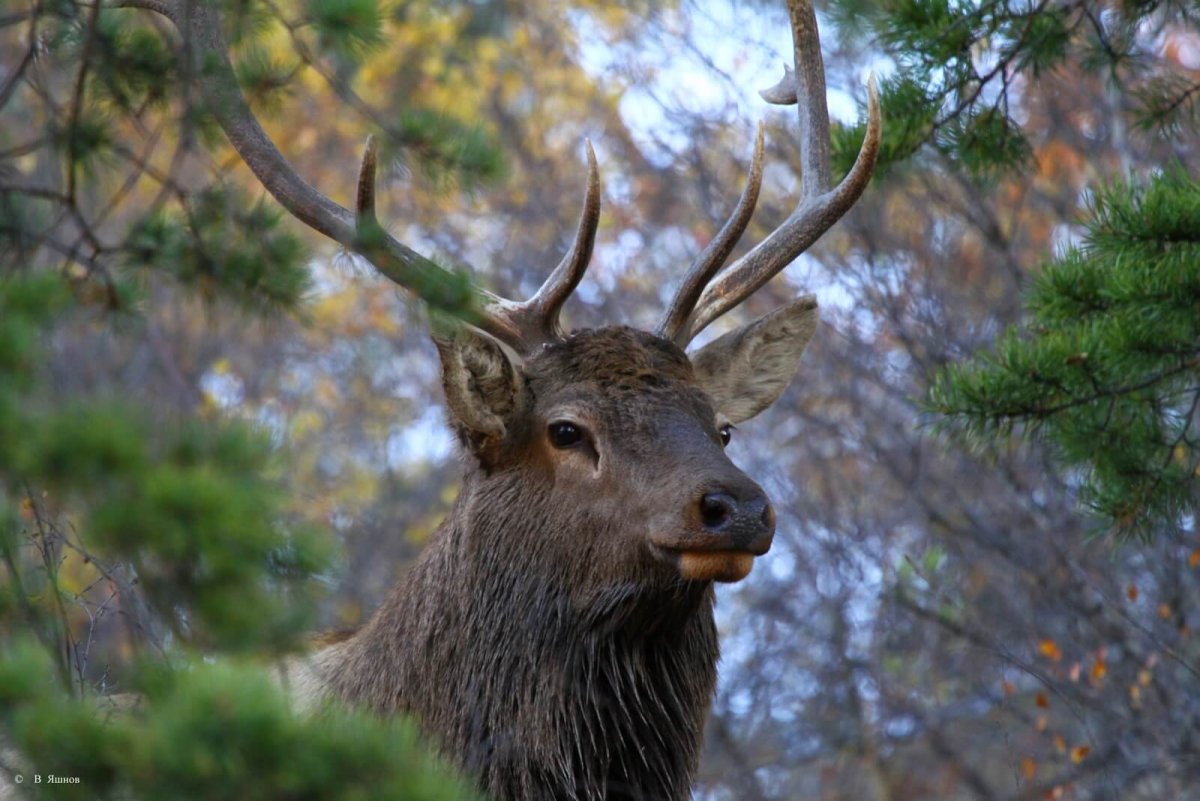 Изюбрь Байкальский заповедник