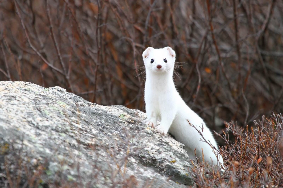 Восточно Сибирский горностай