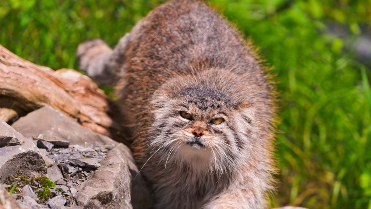 Манул (палласов кот)