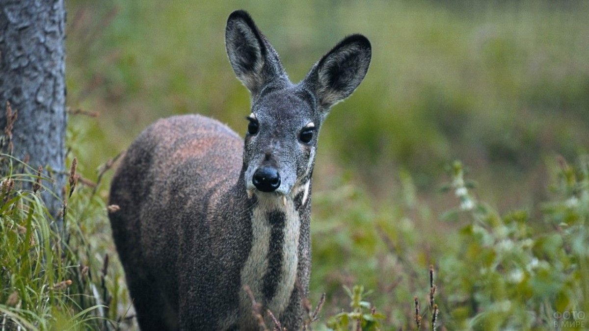 Сибирская кабарга