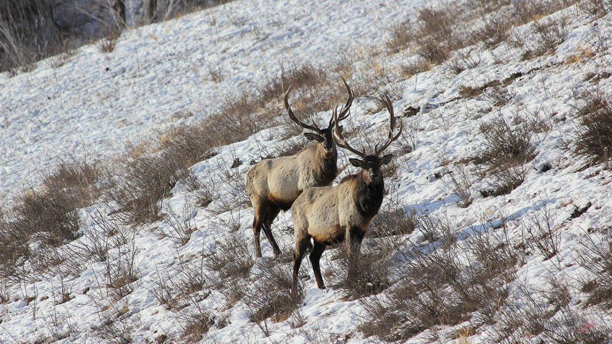 Изюбрь в Забайкалье