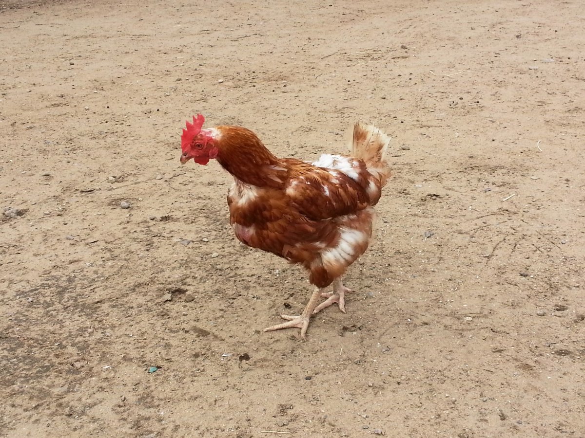 Курочка на голову