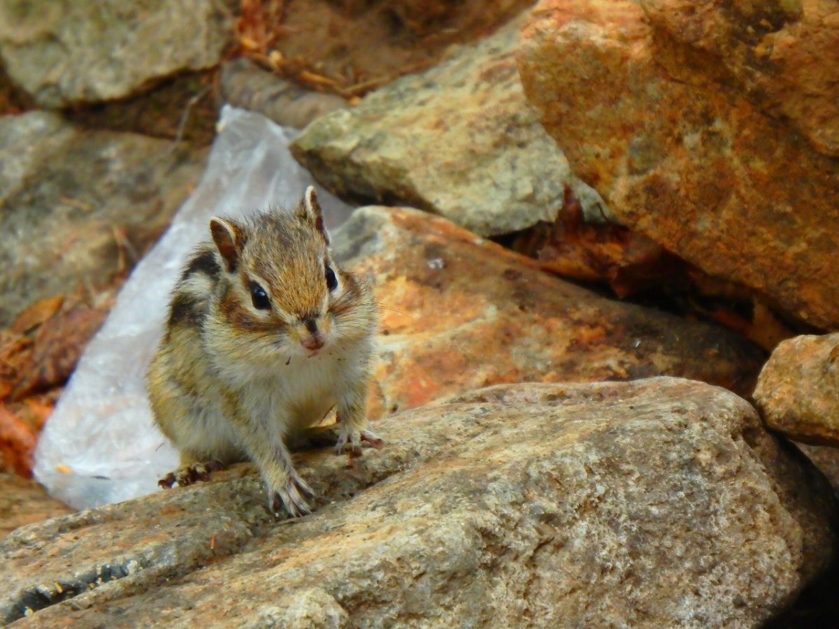 Алханай бурундуки