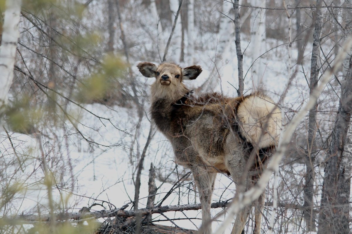 Изюбрь Байкальский заповедник
