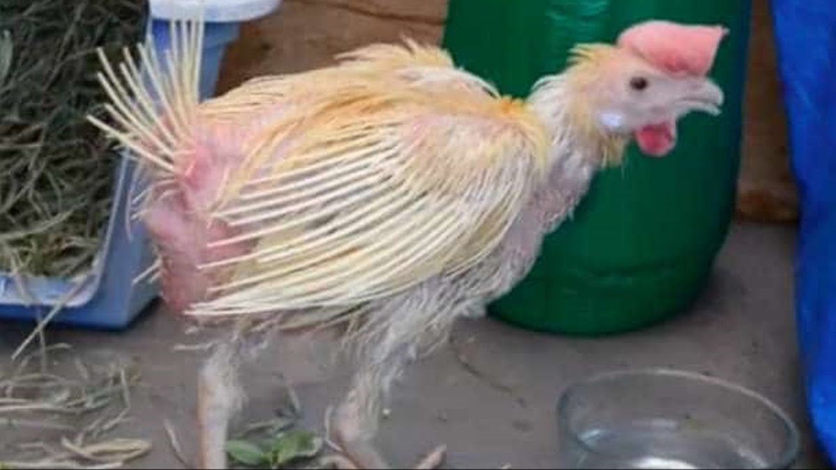 Монти Транчеллини куры