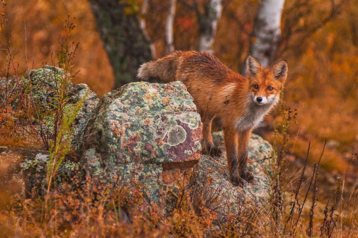 Тигирекский заповедник фауна